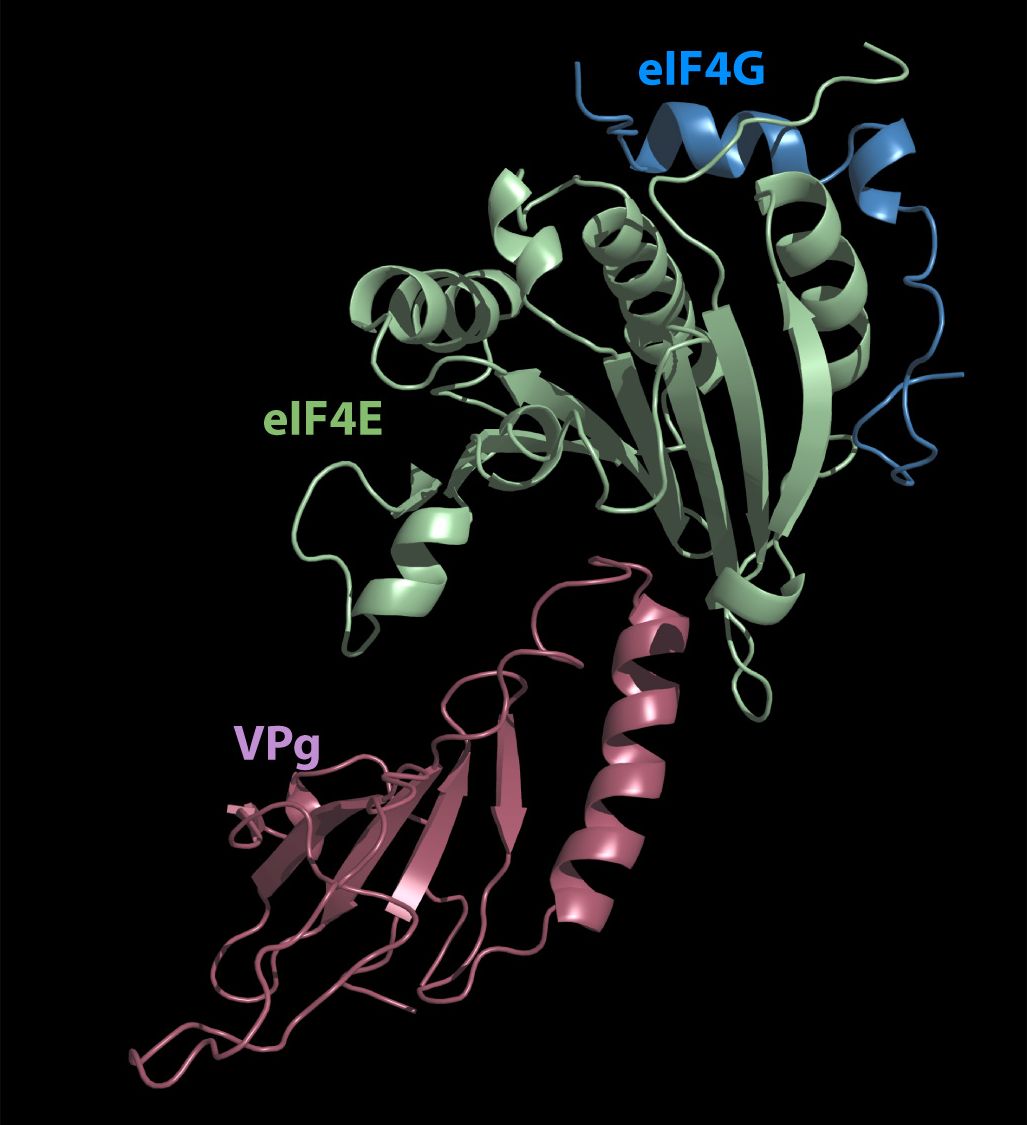 structure4E-VPg
