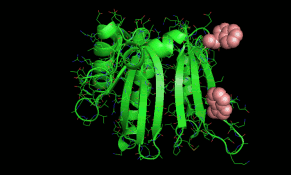 Pancreatic Cancer Cells