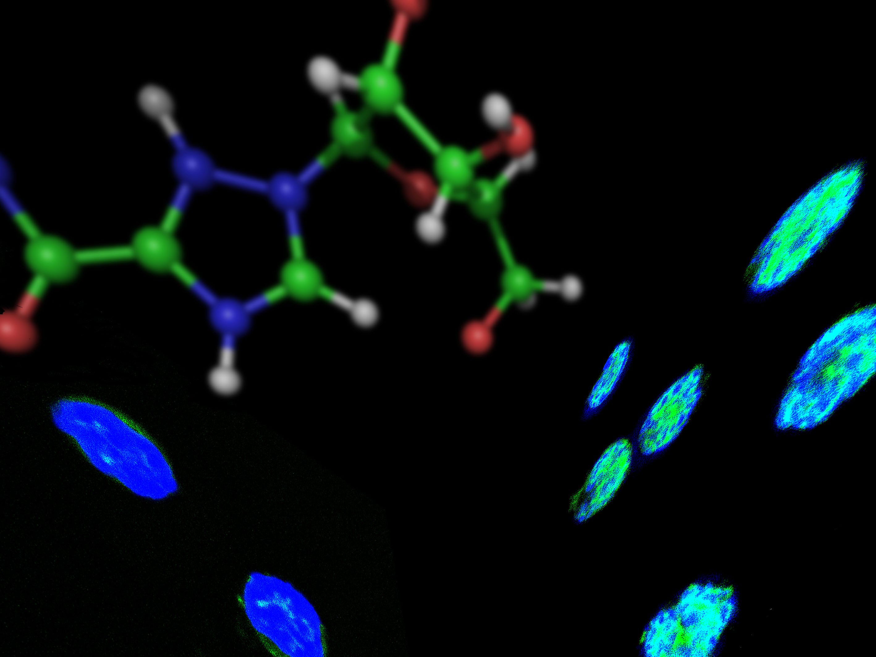 Ribavirin