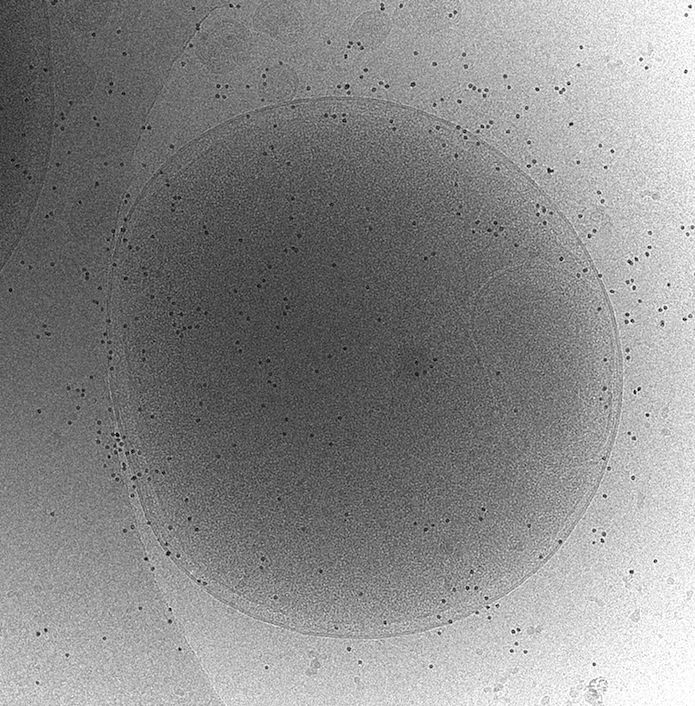cryoEM